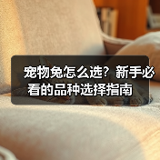 宠物兔怎么选?新手必看的品种选择指南(图4) 宠物兔怎么选?新手必看的品种选择指南(图4)