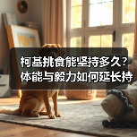 柯基挑食能坚持多久?体能与毅力如何延长持久力?(图4) 柯基挑食能坚持多久?体能与毅力如何延长持久力?(图4)