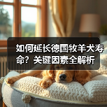 如何延长德国牧羊犬寿命?关键因素全解析(图2) 如何延长德国牧羊犬寿命?关键因素全解析(图2)