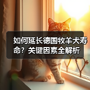 如何延长德国牧羊犬寿命?关键因素全解析(图3) 如何延长德国牧羊犬寿命?关键因素全解析(图3)