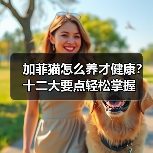 加菲猫怎么养才健康?十二大要点轻松掌握(图2) 加菲猫怎么养才健康?十二大要点轻松掌握(图2)