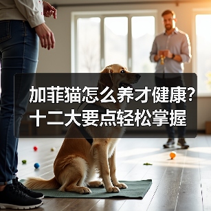 加菲猫怎么养才健康？十二大要点轻松掌握