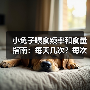 小兔子喂食频率和食量指南:每天几次?每次多少?(图2) 小兔子喂食频率和食量指南:每天几次?每次多少?(图2)
