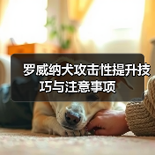 罗威纳犬攻击性提升技巧与注意事项(图4)