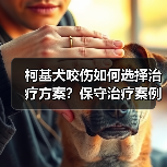 柯基犬咬伤如何选择治疗方案？保守治疗案例