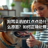 狗耳朵后的红点点是什么原因?如何正确处理?(图1) 狗耳朵后的红点点是什么原因?如何正确处理?(图1)