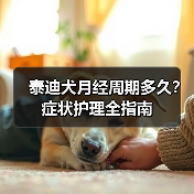 泰迪犬月经周期多久?症状护理全指南(图3) 泰迪犬月经周期多久?症状护理全指南(图3)