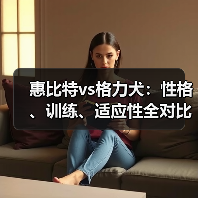惠比特vs格力犬：性格、训练、适应性全对比，哪个更适合你？(图1)
