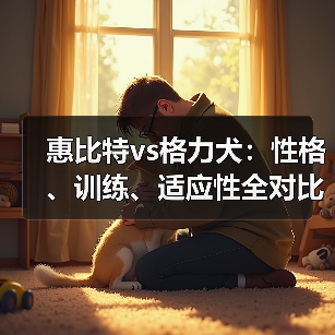 惠比特vs格力犬：性格、训练、适应性全对比，哪个更适合你？(图2)