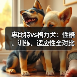 惠比特vs格力犬：性格、训练、适应性全对比，哪个更适合你？(图3)