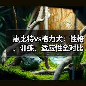 惠比特vs格力犬：性格、训练、适应性全对比，哪个更适合你？(图4)