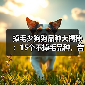掉毛少狗狗品种大揭秘:15个不掉毛品种,告别毛团团烦恼(图3) 掉毛少狗狗品种大揭秘:15个不掉毛品种,告别毛团团烦恼(图3)