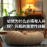 幼猫为什么必须与人共眠？共眠的重要性详解(图2)