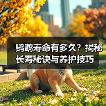 鹦鹉寿命有多久?揭秘长寿秘诀与养护技巧(图2) 鹦鹉寿命有多久?揭秘长寿秘诀与养护技巧(图2)