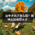法牛犬名字怎么取?独特主题推荐大全(图2) 法牛犬名字怎么取?独特主题推荐大全(图2)