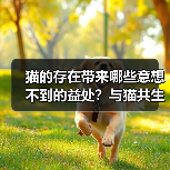 猫的存在带来哪些意想不到的益处?与猫共生的重要性解析(图3) 猫的存在带来哪些意想不到的益处?与猫共生的重要性解析(图3)