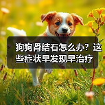 狗狗肾结石怎么办?这些症状早发现早治疗(图3) 狗狗肾结石怎么办?这些症状早发现早治疗(图3)