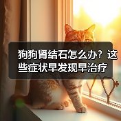 狗狗肾结石怎么办?这些症状早发现早治疗(图4) 狗狗肾结石怎么办?这些症状早发现早治疗(图4)
