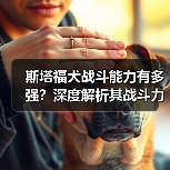 斯塔福犬战斗能力有多强?深度解析其战斗力来源(图2) 斯塔福犬战斗能力有多强?深度解析其战斗力来源(图2)