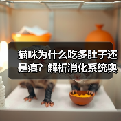 猫咪为什么吃多肚子还是瘪？解析消化系统奥秘(图3)