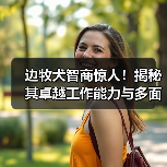 边牧犬智商惊人！揭秘其卓越工作能力与多面
