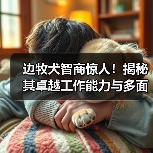 边牧犬智商惊人!揭秘其卓越工作能力与多面角色(图3) 边牧犬智商惊人!揭秘其卓越工作能力与多面角色(图3)