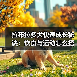 拉布拉多犬快速成长秘诀:饮食与运动怎么搭配?(图2) 拉布拉多犬快速成长秘诀:饮食与运动怎么搭配?(图2)