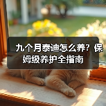 九个月泰迪怎么养？保姆级养护全指南