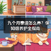 九个月泰迪怎么养?保姆级养护全指南(图4) 九个月泰迪怎么养?保姆级养护全指南(图4)