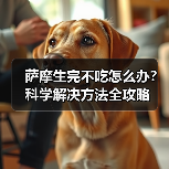 萨摩生完不吃怎么办?科学解决方法全攻略(图2) 萨摩生完不吃怎么办?科学解决方法全攻略(图2)