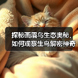 探秘画眉鸟生态奥秘，如何观察生鸟解密神奇世界？(图3)