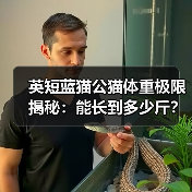 英短蓝猫公猫体重极限揭秘：能长到多少斤？
