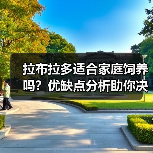 拉布拉多适合家庭饲养吗？优缺点分析助你决定(图2)