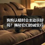 狗狗认错时会主动示好吗？揭秘它们的诚实行