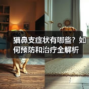 猫鼻支症状有哪些？如何预防和治疗全解析
