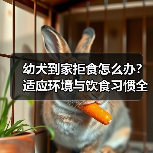 幼犬到家拒食怎么办？适应环境与饮食习惯全