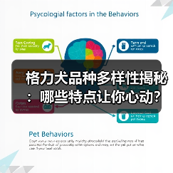 格力犬品种多样性揭秘:哪些特点让你心动?(图2) 格力犬品种多样性揭秘:哪些特点让你心动?(图2)