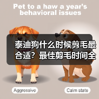 泰迪狗什么时候剪毛最合适?最佳剪毛时间全解析(图3) 泰迪狗什么时候剪毛最合适?最佳剪毛时间全解析(图3)
