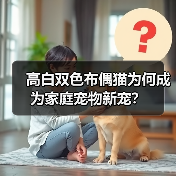 高白双色布偶猫为何成为家庭宠物新宠？(图4)
