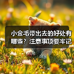 小金毛带出去的好处有哪些？注意事项要牢记！