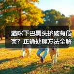 猫咪下巴黑头挤破有危害？正确处理方法全解析(图3)