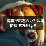 博美掉毛怎么办？科学护理技巧全解析(图4)