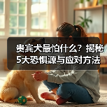 贵宾犬最怕什么？揭秘5大恐惧源与应对方法