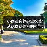 小泰迪狗养护全攻略：从饮食到美容的科学方法(图4)