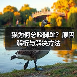 猫为何总咬脚趾？原因解析与解决方法(图2)