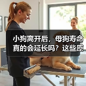 小狗离开后，母狗寿命真的会延长吗？这些原因你可能没想过的！(图2)