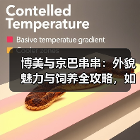 博美与京巴串串：外貌魅力与饲养全攻略，如何选择与护理？(图2)