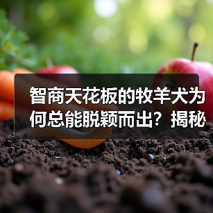智商天花板的牧羊犬为何总能脱颖而出？揭秘聪明狗种的天赋密码(图2)