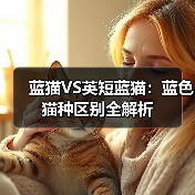 蓝猫VS英短蓝猫：蓝色猫种区别全解析(图2)