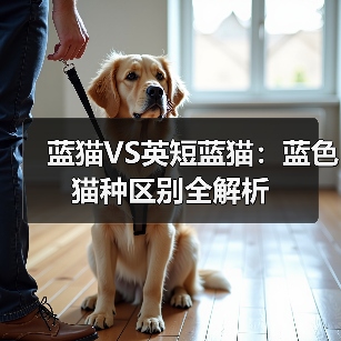 蓝猫VS英短蓝猫：蓝色猫种区别全解析